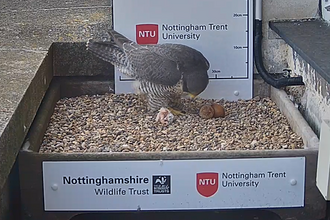 First peregrine chick hatched 5th May 2021