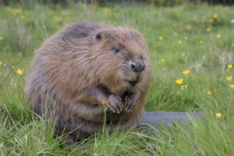 Beaver in a meadow
