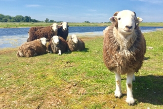 Herdwick Sheep, part of the flying flock