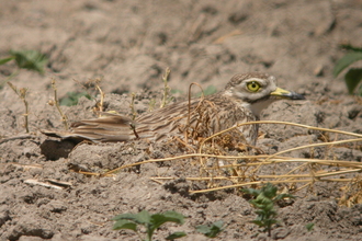 Stone Curlew on nest