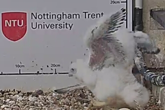 NTU Peregrine Falcon chick flapping