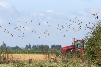 Vine House Farm field with red tractor and birds © Nicholas Watts, Vine House Farm Bird Foods