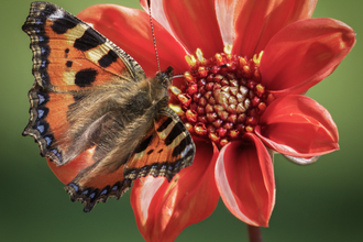 Small Tortoise Shell butterfly on Dahlia flower