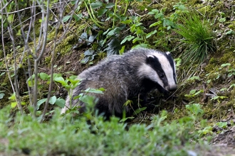 Badger in Notts