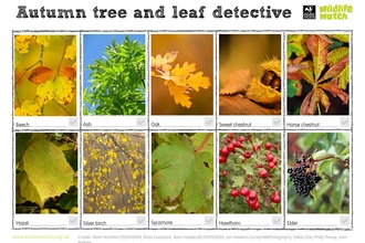 Autumn tree and leaf detective, beech, ash, oak, sweet chestnut, horse chestnut, hazel, silver birch, sycamore, hawthorn, elder