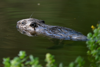 Beaver kit swimming