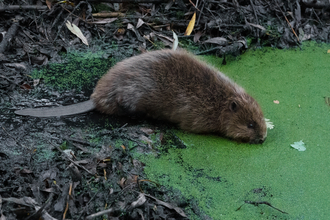 Beaver entering water