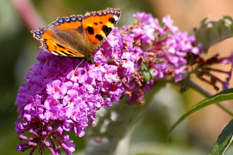 Tortoise Shell butterfly