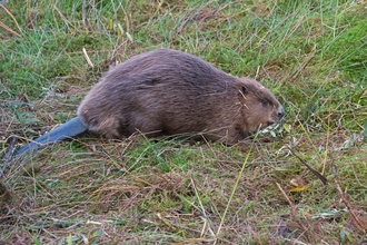Beaver released in Idle Valley