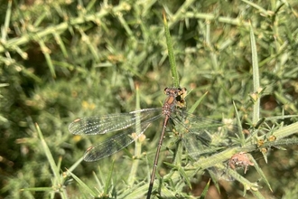 Willow Emerald Damselfly