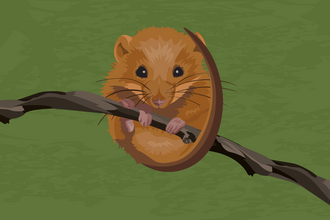 Illustration of a dormouse clinging to a branch 