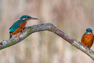 Two kingfishers perched on a branch
