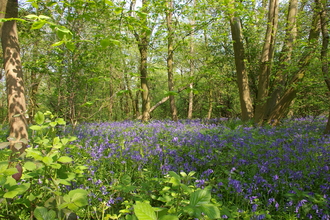 Flowering bluebells in Bunny Old Wood Nature Reserve