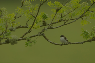 Pied flycatcher perched on a branch