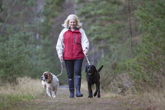 Dogs walking on lead