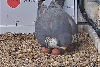 The fourth Peregrine Falcon egg has been laid for 2022