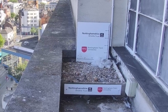 Two Peregine Falcon chicks atop the Newton Building