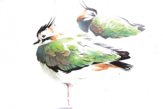 Watercolour painting of two Lapwings by Paul Dyson