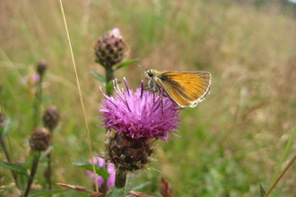 Butterfly at Bulwell