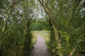 A view through the willow arch to the boardwalk at Idle Valley Nature Reserve