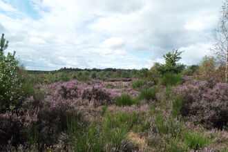 Heathland at former Rufford Colliary