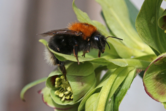 Tree bumble bee by Wendy Carter