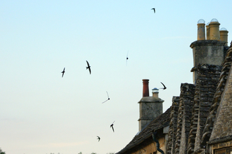 Swifts over roof tops at dusk