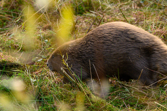 Beaver release Nottinghamshire