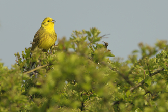 Yellowhammer bird sat in hedge