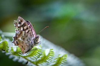 Butterfly at Faith Marriott