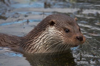 Otter in water