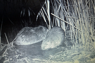 beaver kits