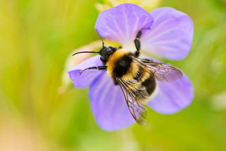 Bee on flower