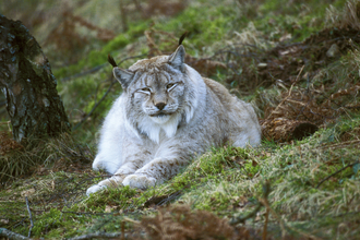 Lynx sitting on grass