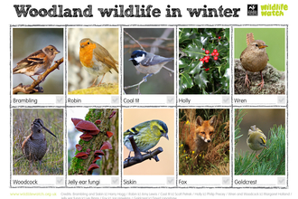 Woodland wildlife in winter spotter sheet