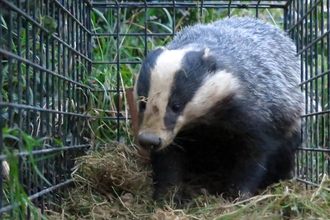 Badger in cage
