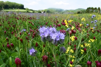 Herbal ley example in a field