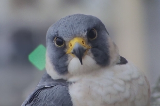 Peregrine Falcon