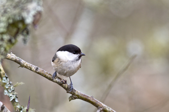 Willow tit on a branch