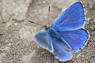 A male Adonis blue butterfly standing on stony ground, its bright electric blue wings held open, showing the black chequerboad markings on the margins