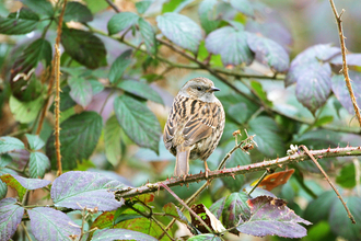 Dunnock