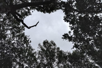 Woodland glade opening in tree canopy