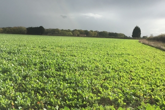 Crop cover field