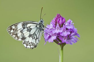 Marled White on Pyramidal Orchid
