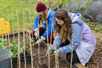 two women planting broad beans in raised bed