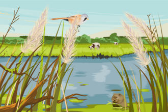 Illustration of a reed bed and lake with cow, beaver and bird