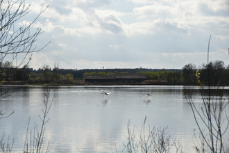 Swans flying across a lake in front of a building