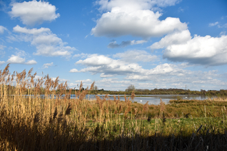 A wetland in the sunshine with reeds