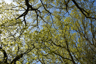 oak tree canopy in sunlight
