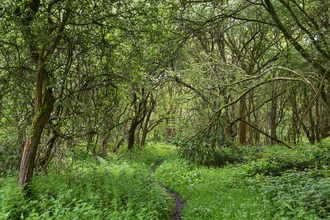 Path through a woodland